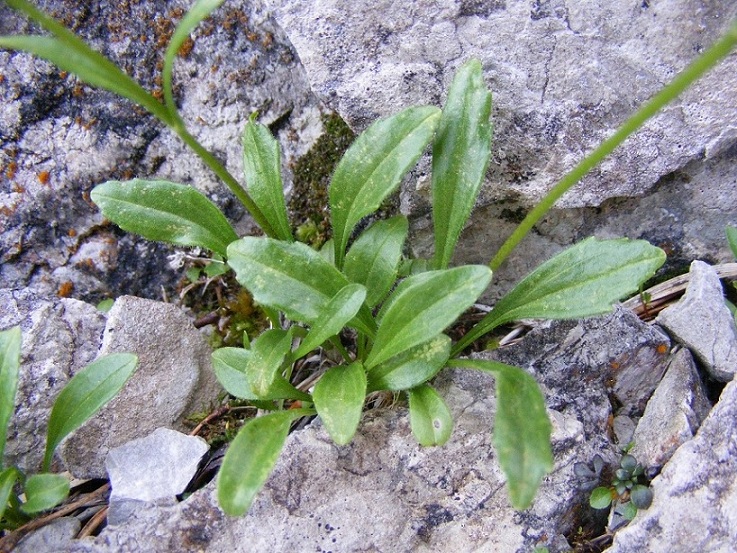 Valeriana saxatilis / Valeriana delle rupi